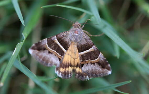 صورة Grammodes euclidioides Guenée 1852