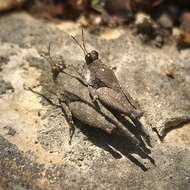 Image of Aztec Pygmy Grasshopper