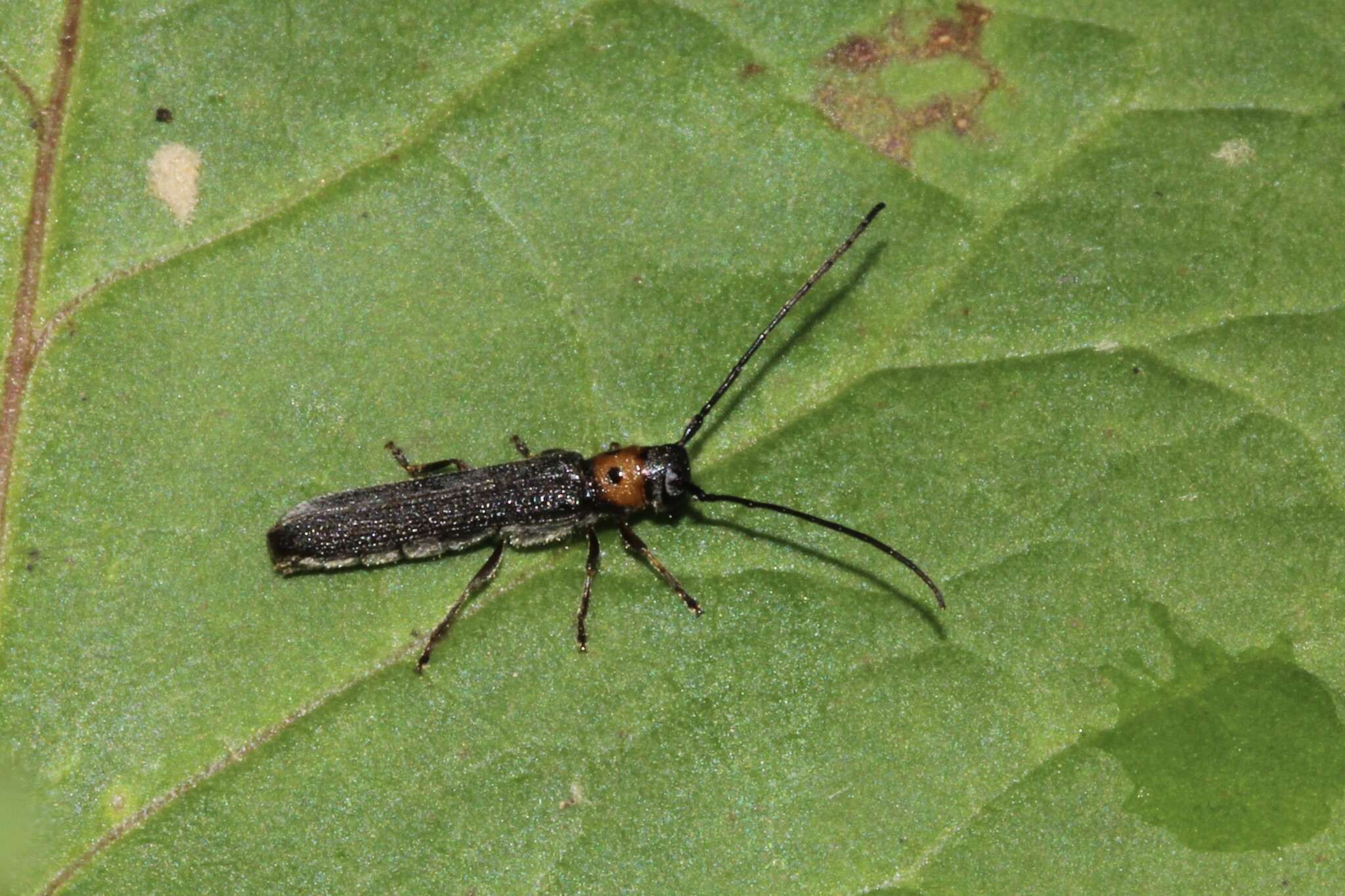 Image of Raspberry Cane Borer