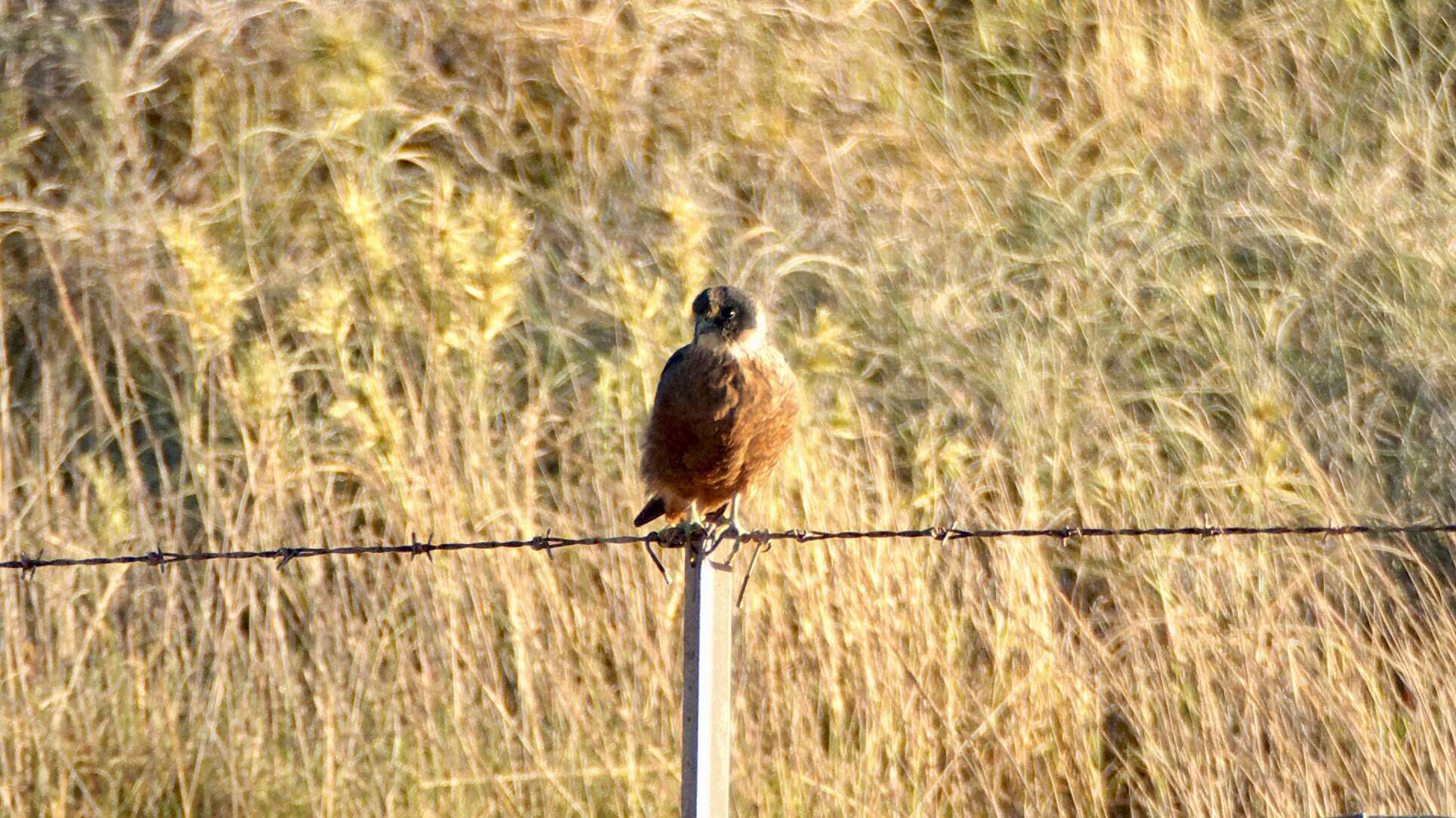 Image of Australian Hobby