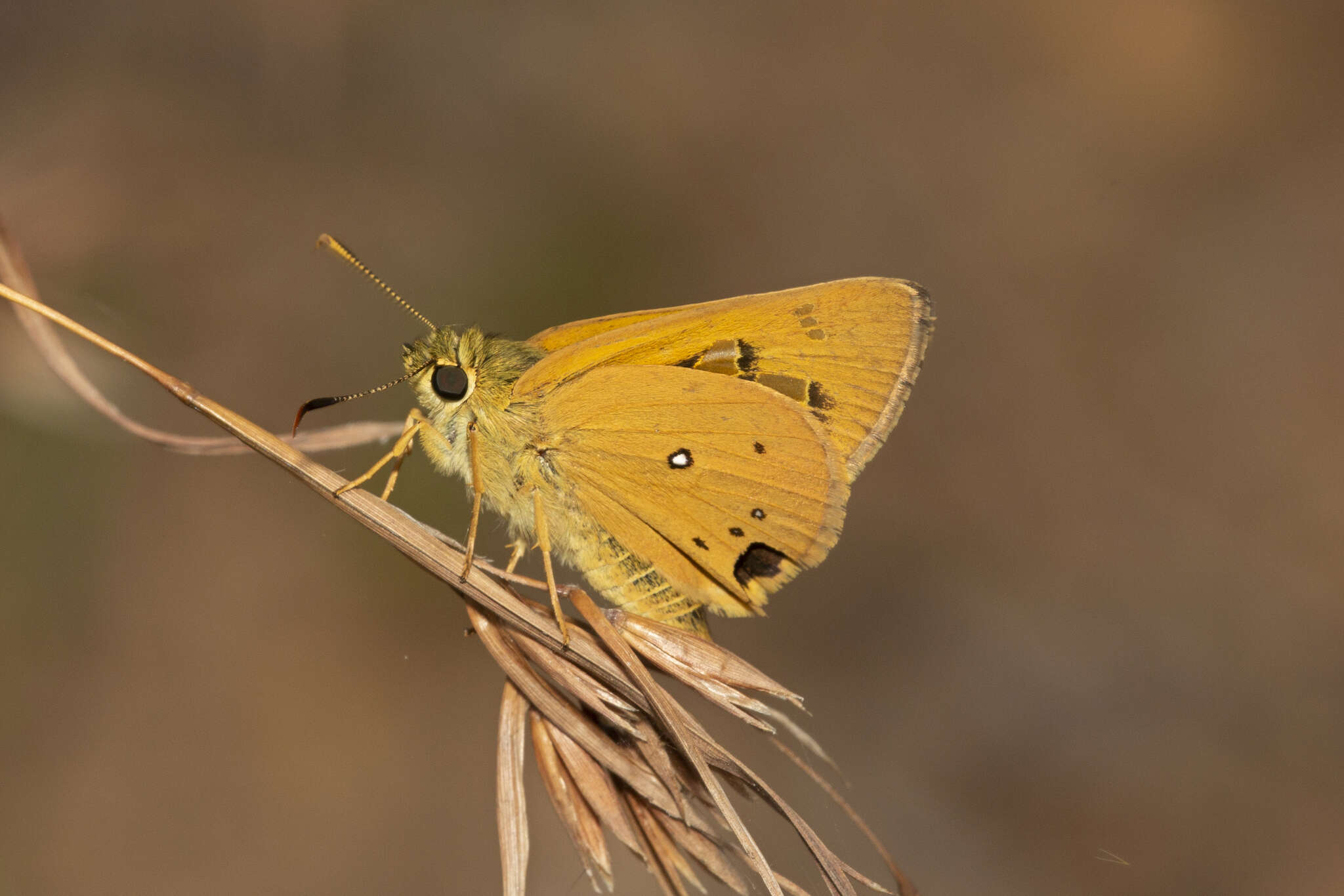 Image of Trapezites eliena Hewitson 1868