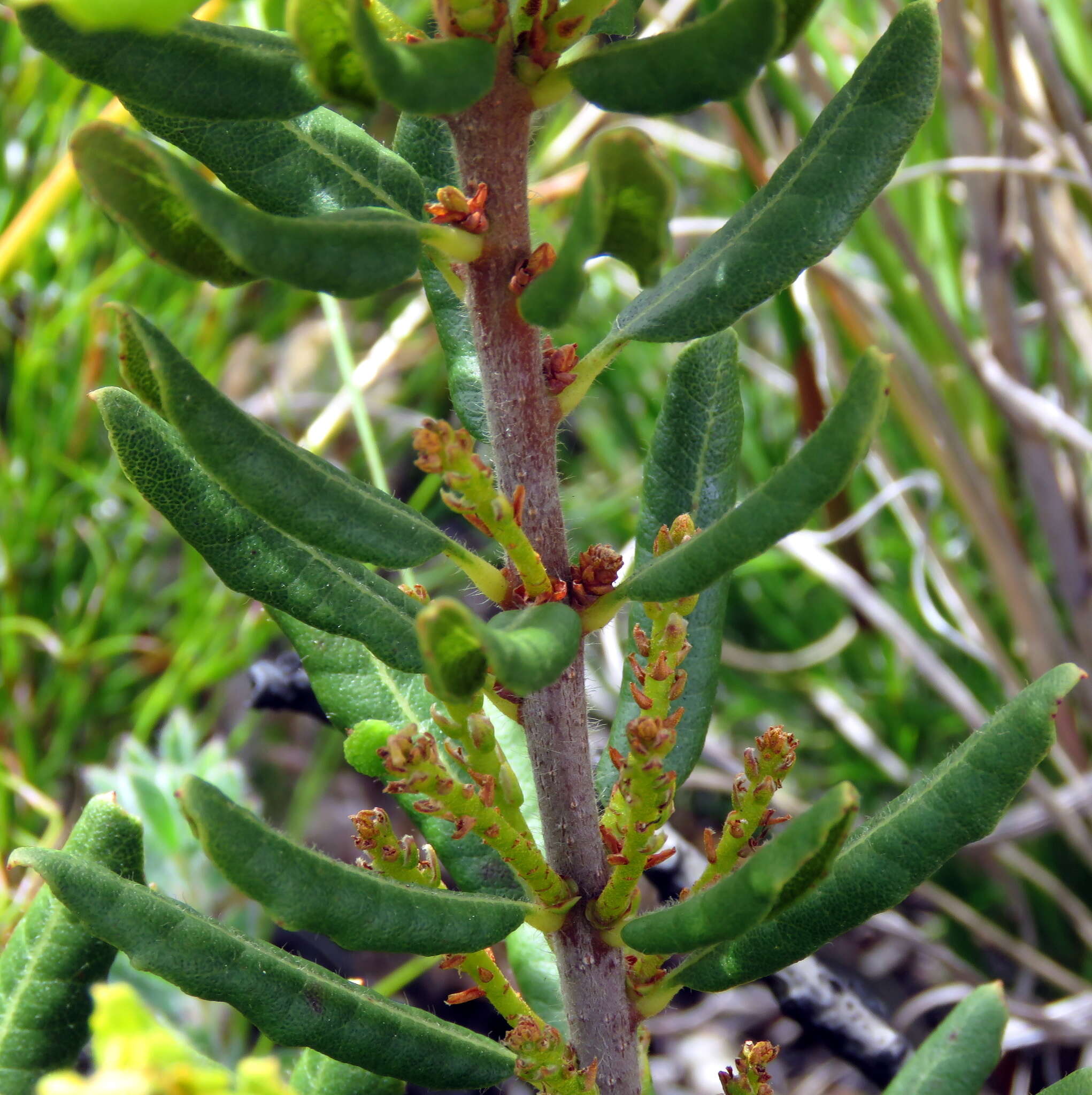 Image of Morella kraussiana (Buchfinger ex Meisn.) D. B. Killick