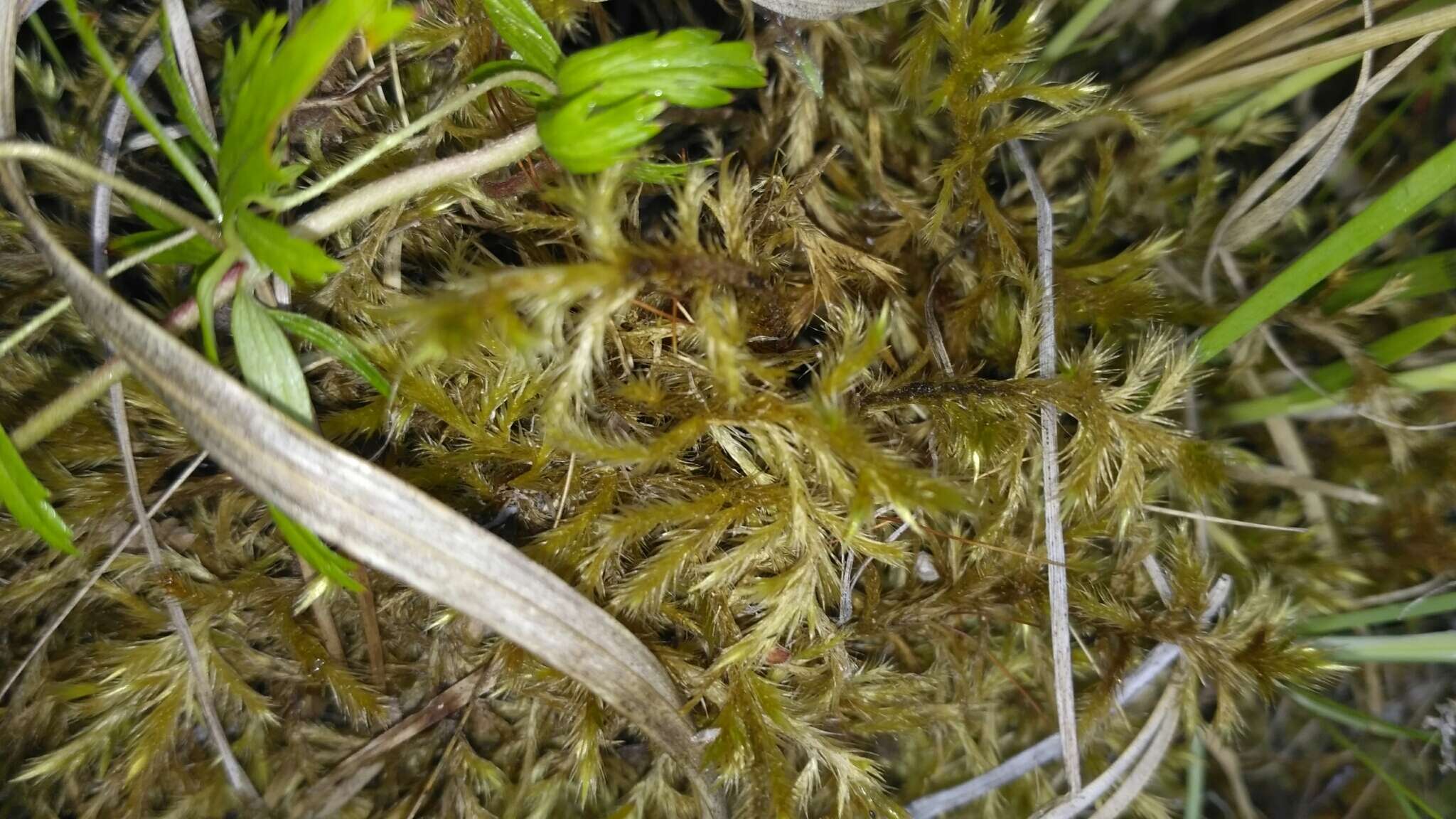 Image of tomentypnum moss