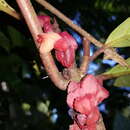 Image of Drymonia coriacea (Oerst. ex Hanst.) Wiehler