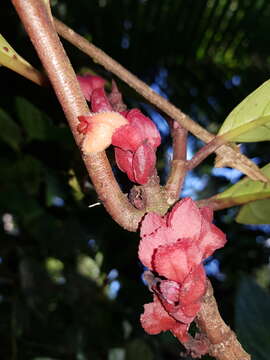 Image of Drymonia coriacea (Oerst. ex Hanst.) Wiehler