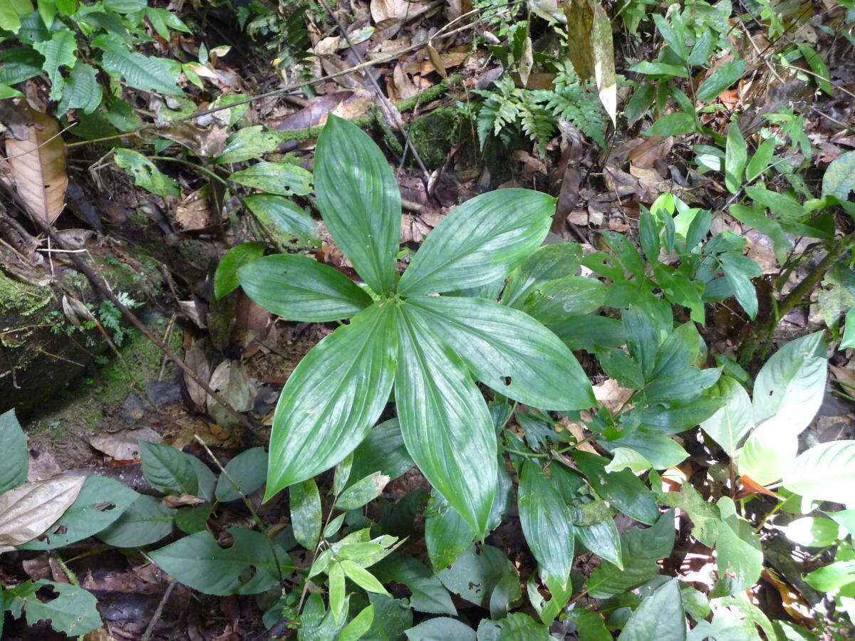 Image of Costus claviger Benoist