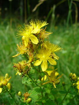 Image of spotted St. Johnswort