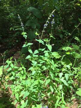 Image of Salvia ramamoorthyana Espejo