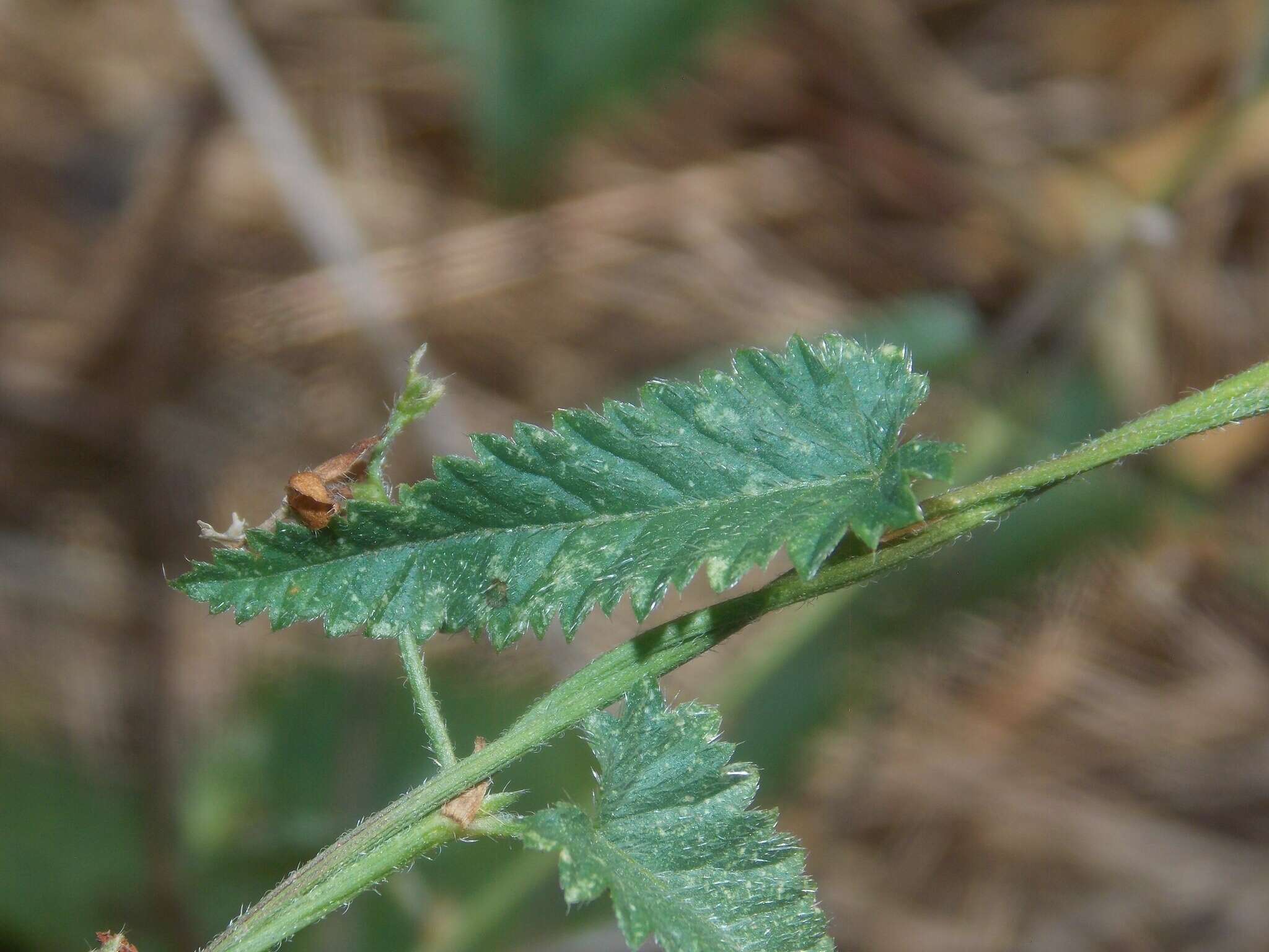 صورة Tragia brevispica Engelm. & A. Gray