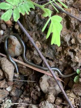 Image of Black Blind Snake