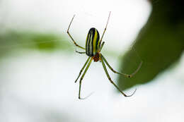 Image of Leucauge celebesiana (Walckenaer 1841)