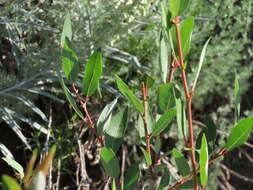 Salix famelica (C. R. Ball) Argus resmi