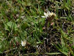 Image of Ornithogalum sephtonii Hilliard & B. L. Burtt