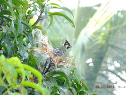 Image de Mésange jaune