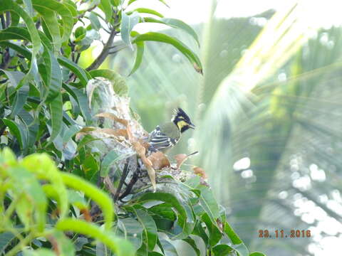 Image de Mésange jaune