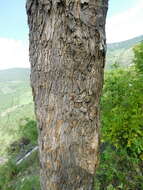 Image of Fraxinus purpusii Brandegee