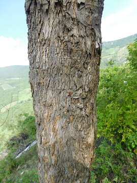 Image of Fraxinus purpusii Brandegee