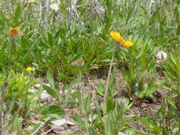 Image of Common perennial gaillardia