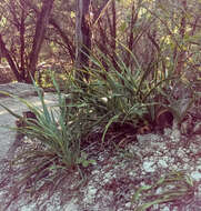 Image of Texas yucca