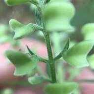 Image of hoary skullcap