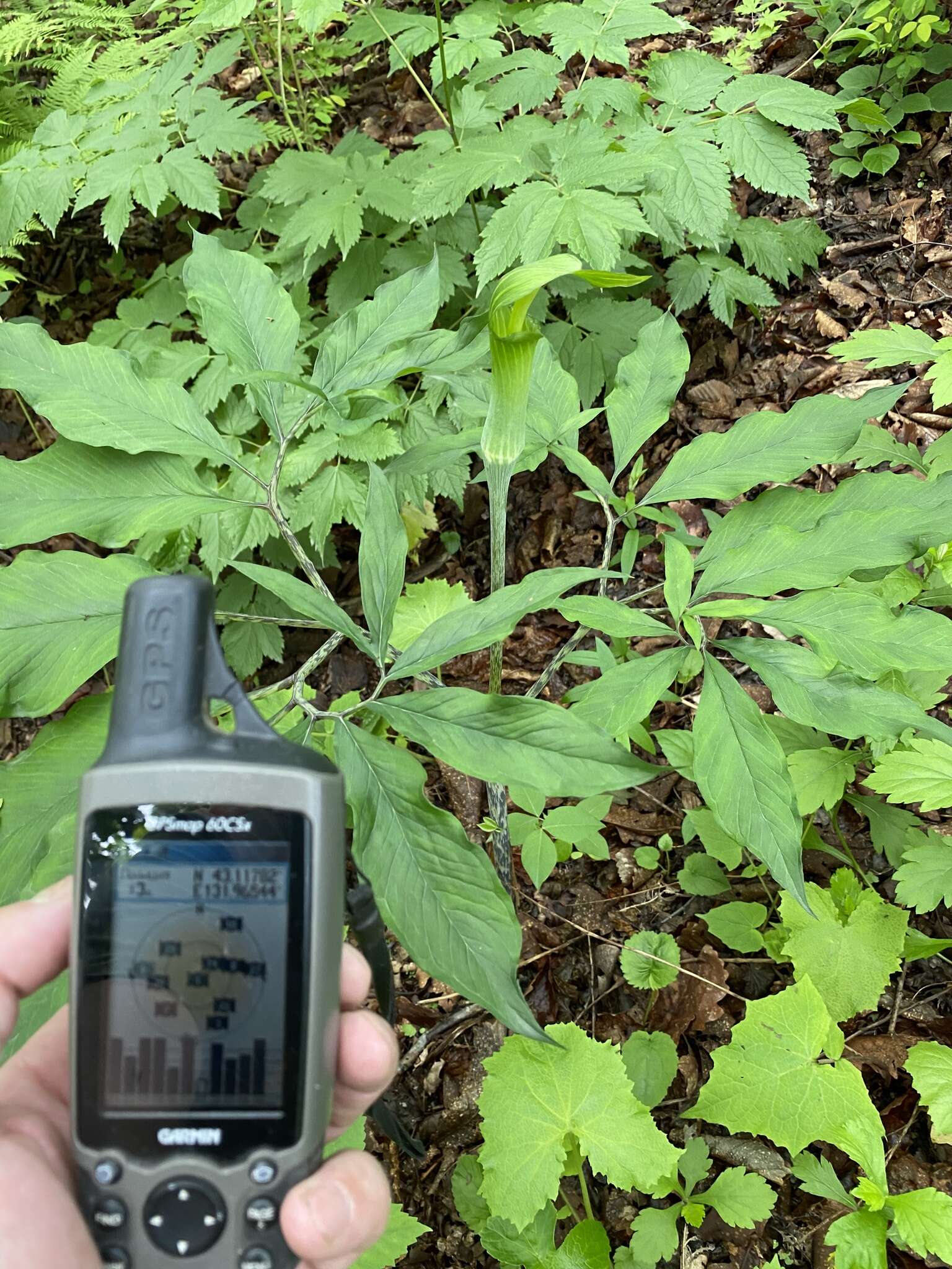 Arisaema serratum var. serratum的圖片