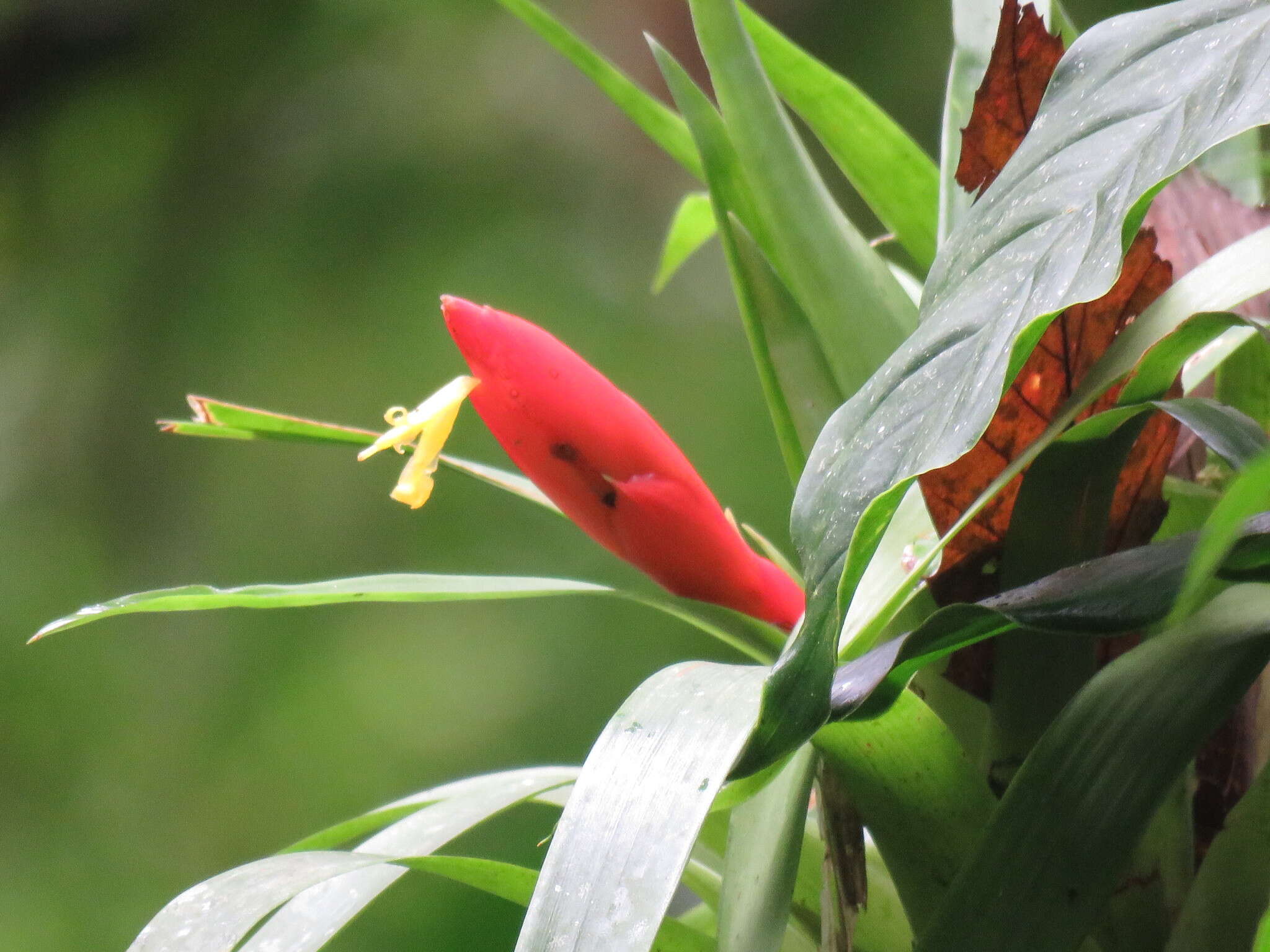 Guzmania nicaraguensis Mez & C. F. Baker的圖片