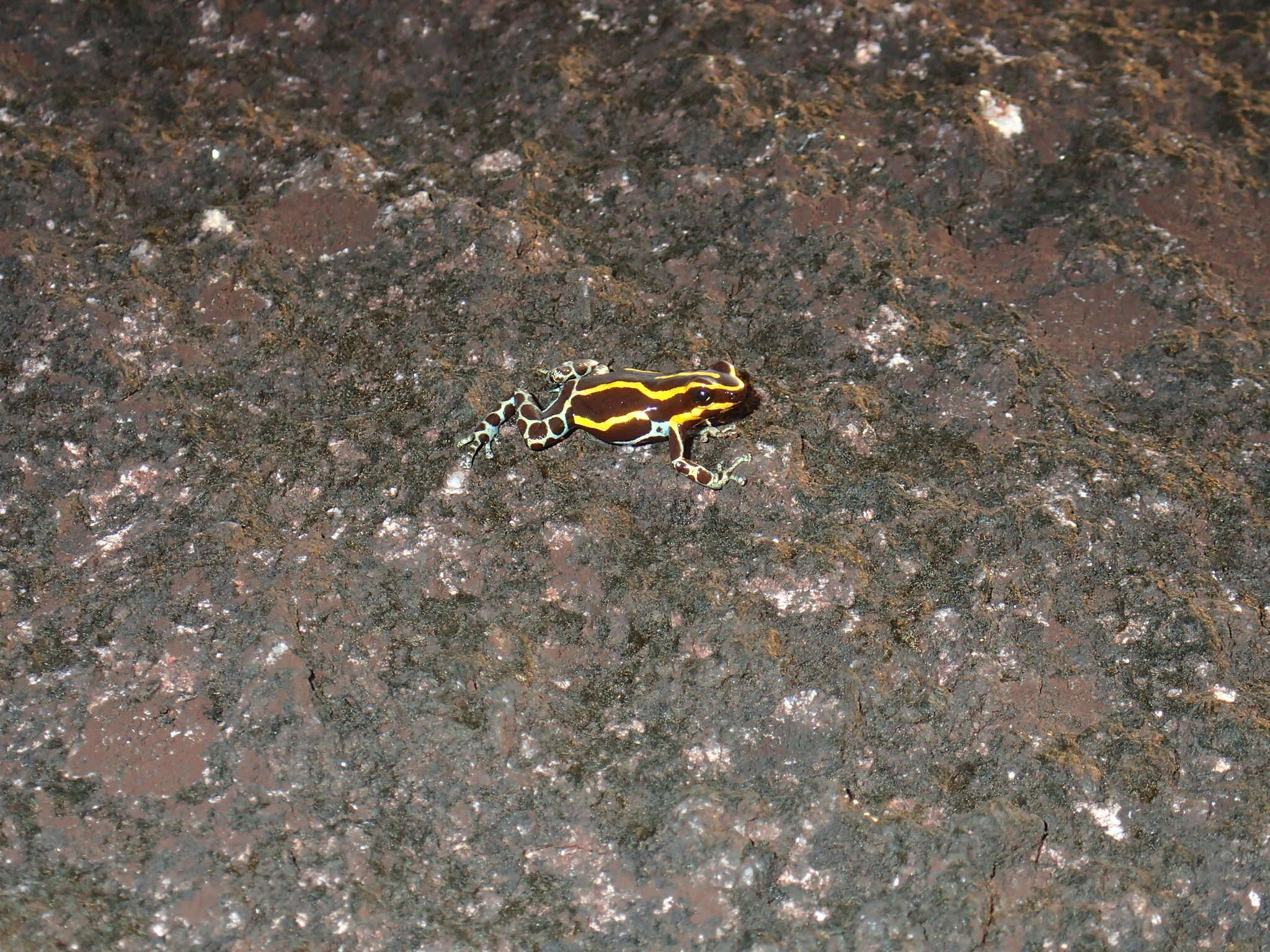 Image of Zimmermann's Poison Frog