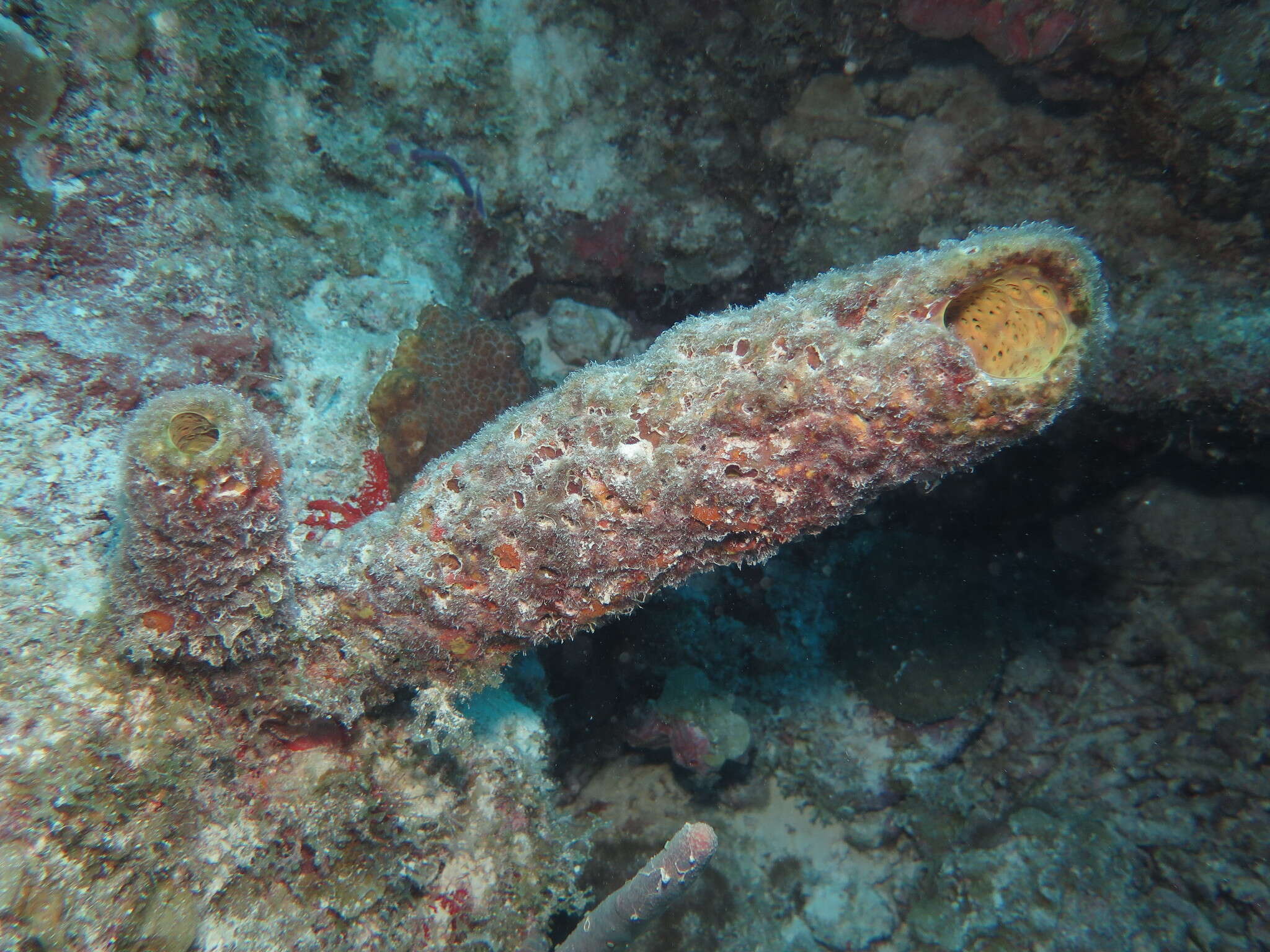 Image of convoluted barrel sponge