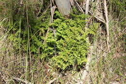 Image of Cheilanthes austrotenuifolia H. M. Quirk & T. C. Chambers