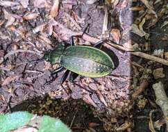 Image of Carabus (Ohomopterus) insulicola Chaudoir 1869