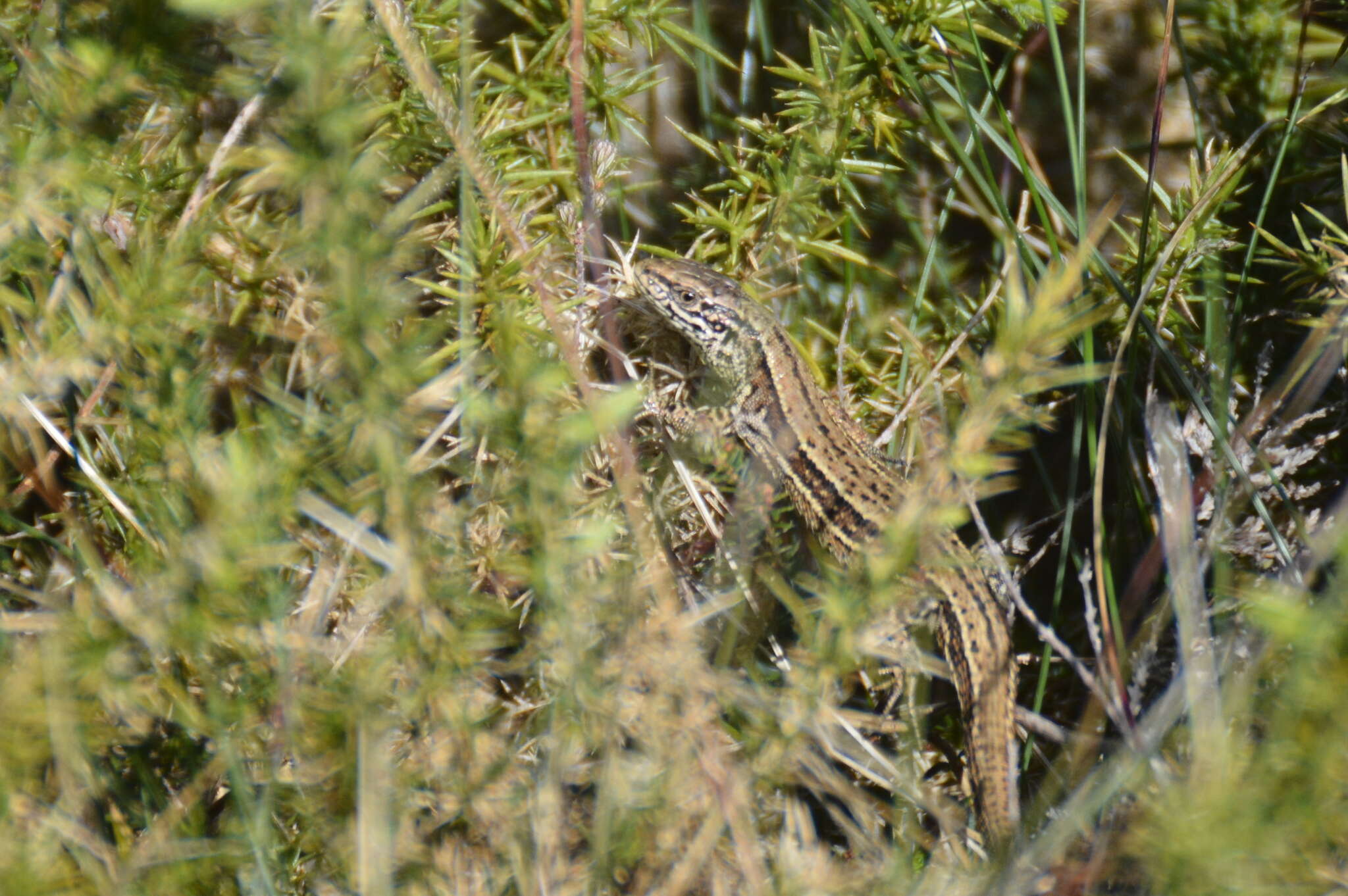 Image of Zootoca vivipara louislantzi Arribas 2009