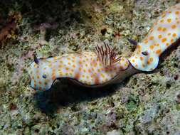 Sivun Hypselodoris pulchella (Rüppell & Leuckart 1830) kuva