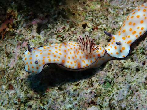 Image de Hypselodoris pulchella (Rüppell & Leuckart 1830)