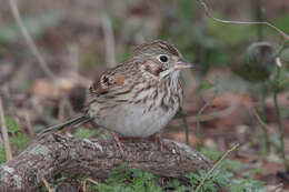 Image of Pooecetes Baird & SF 1858