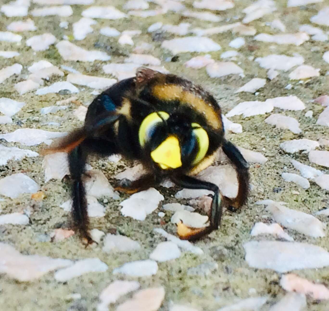 Image of Xylocopa cyanea Smith 1874