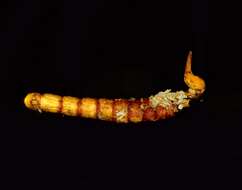 Image of Ophiocordyceps variabilis (Petch) G. H. Sung, J. M. Sung, Hywel-Jones & Spatafora 2007
