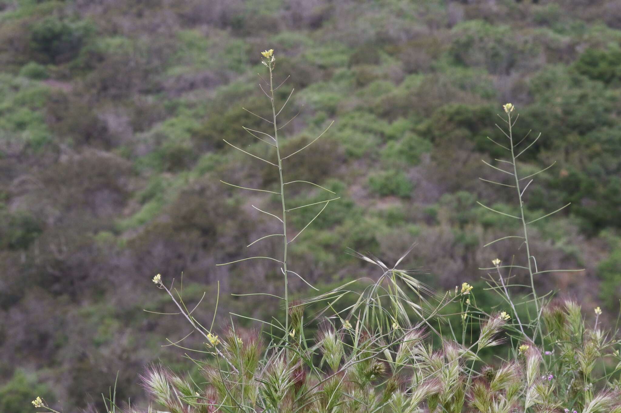 Image of Indian hedgemustard