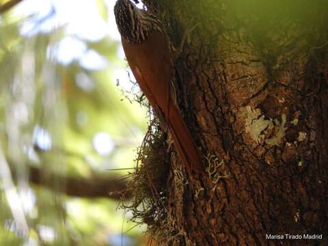 Image of White-striped Woodcreeper