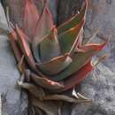 Aloe laeta A. Berger resmi
