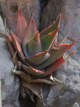 Image of Aloe laeta A. Berger
