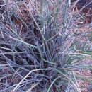 Image of Euphorbia rhombifolia Boiss.