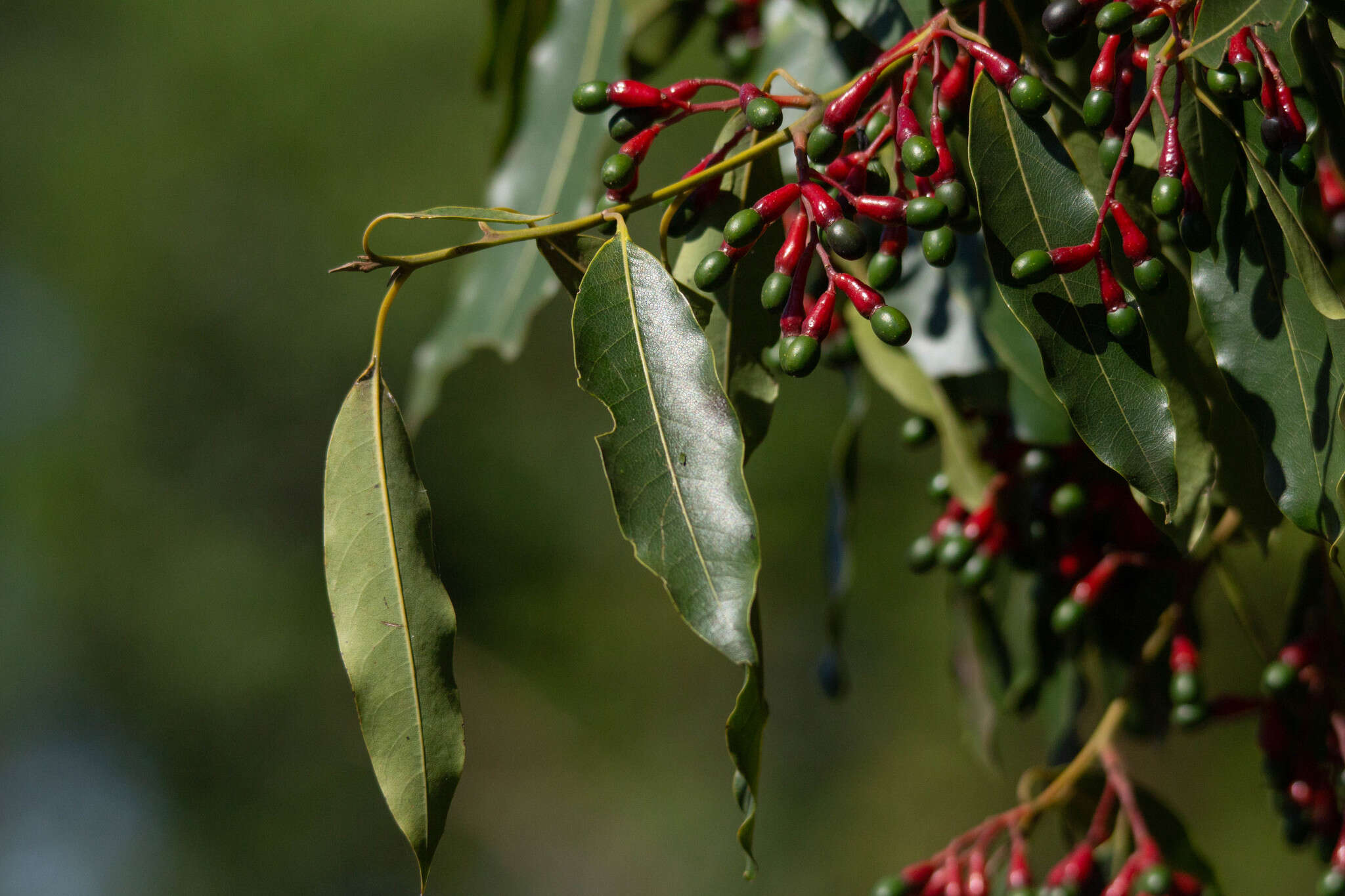 Image of Ocotea puberula (Rich.) Nees