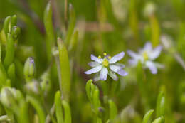 صورة Spergularia canadensis subsp. canadensis