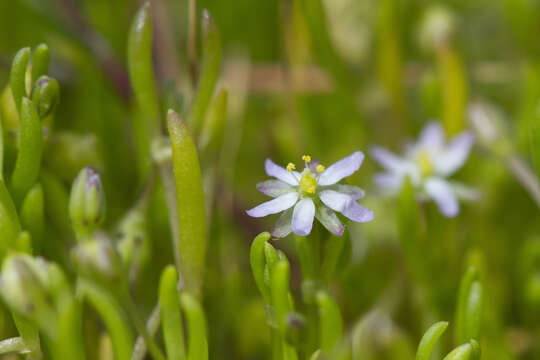 Image of Canadian sandspurry