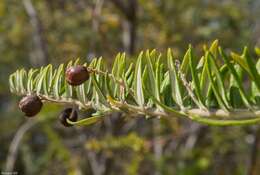 صورة Phylica paniculata Willd.