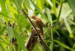 Image of Bamboo Foliage-gleaner