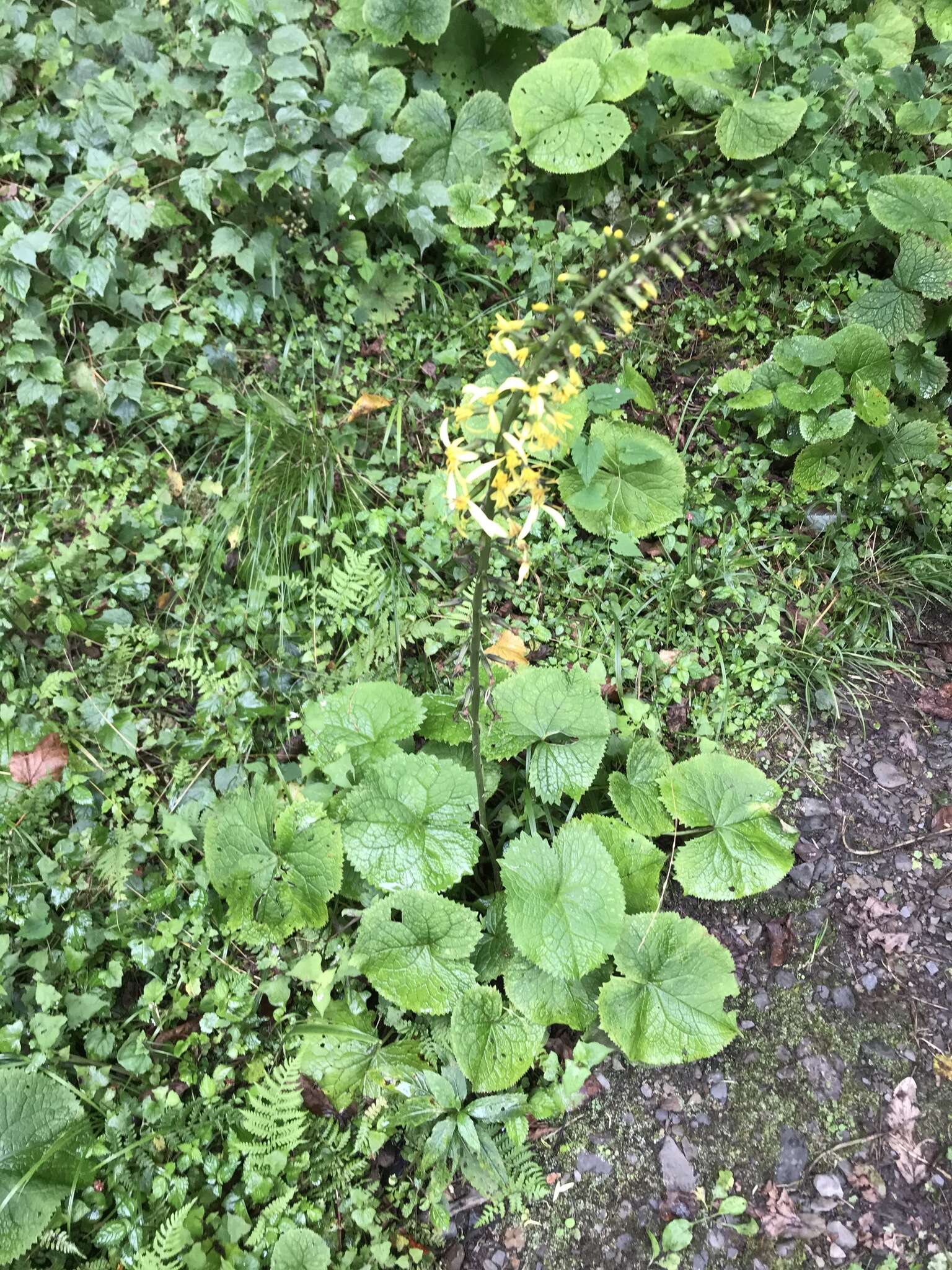 Image de Ligularia stenocephala (Maxim.) Matsum. & Koidz.