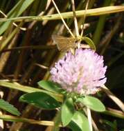 Image of Swarthy Skipper