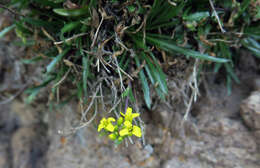 Image of Standley's draba