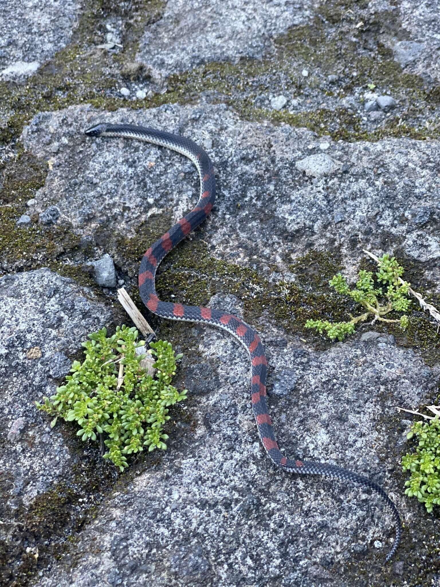 Geophis brachycephalus (Cope 1871) resmi